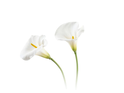Two white calla lilies isolated on transparent background