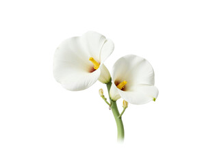Obraz premium Two white calla lilies isolated on transparent background