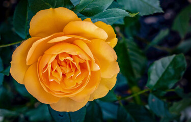 yellow rose in garden