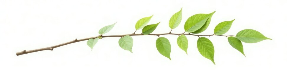 A single branch with leaves isolated on a white background, nature, single stem, isolated branches