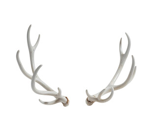 White deer antlers isolated on transparent background