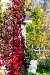 A luxurious living fence of wild grapes in all its autumn glory fiery red, purple and golden leaves create beauty in sunny autumn day..
