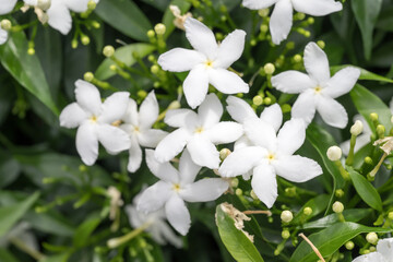 Beautiful Dwarf Pinwheel (tabernaemontana 'dwarf') flowers.