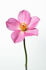 Fototapeta premium Delicate pink flower isolated on white background, flower, bloom, white