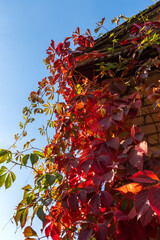 A luxurious living fence of wild grapes in all its autumn glory fiery red, purple and golden leaves create beauty in sunny autumn day..