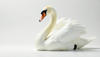 Elegant swan, pristine white feathers against pure backdrop, bird, picture, graceful