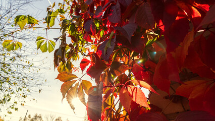 A luxurious living fence of wild grapes in all its autumn glory fiery red, purple and golden leaves create beauty in sunny autumn day..