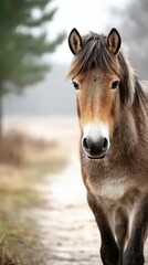 Obraz premium Horse walking along a dirt path in a misty landscape during early morning hours