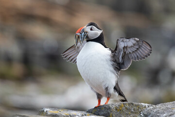 puffin speading its wings