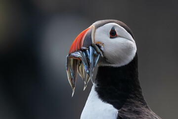 portrait of a puffin with fish in its beak