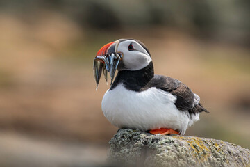 puffin sitting on a rock with fish in its beak
