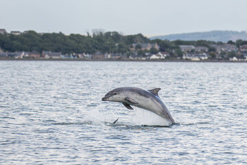 a dolphin jumping out of the water