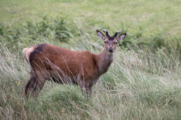 red stag, Hirsch, Rothirsch