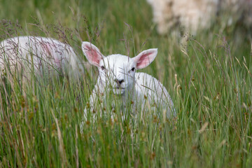 a young sheep in high gras