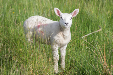 Fototapeta premium a young sheep in high gras