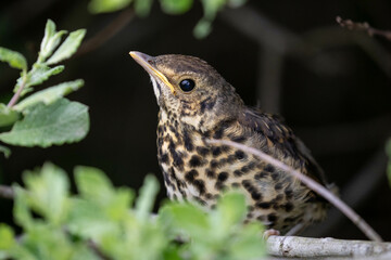 a young song thrush (german: Singdrossel - Turdus philomelos) 