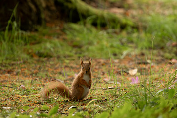 a curious baby squirrel