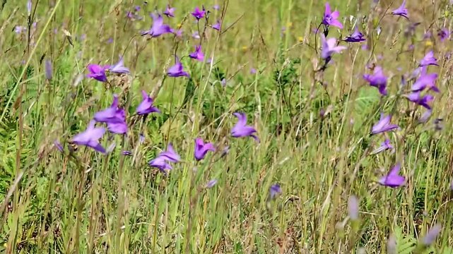 in the video flowers are field bells