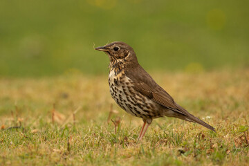 a song thrush (german: Singdrossel - Turdus philomelos) in the gras looking for food