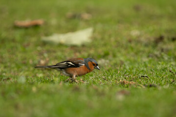 chaffinch (Fringilla coelebs - Buchfink) in the gras looking for food