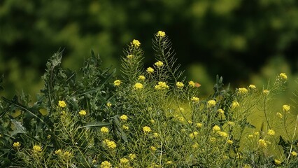 Stulicha psia - piękny żółty kwiat polny © tomo81