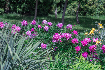 Flowering pink flowers of peony in flowerbed in summer garden. Lush bushes paeonia the family paeoniaceae blossom in gardening. Herbaceous perennials and deciduous shrubs of pink peonys growth.