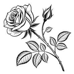 Elegant black and white rose with bud and leaves
