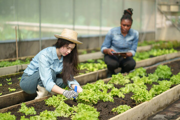 Young woman and African female are tending to rows of fresh green lettuce. one is kneeling and using tool, while other is taking notes on digital tablet.