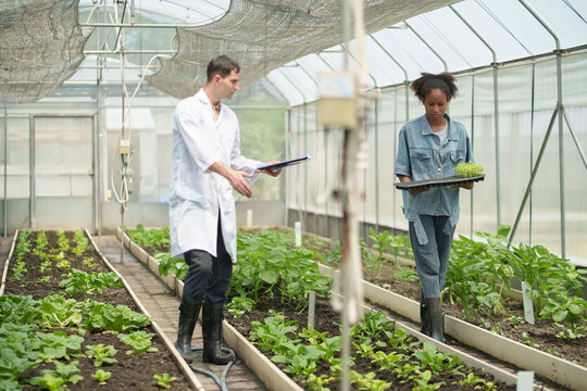 Male scientist in white lab coat holding clipboard and discussing with Young African female researcher while carrying seedling tray inside greenhouse.