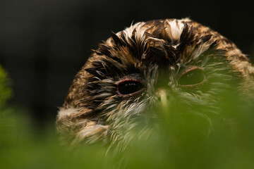 Käuzchen 1