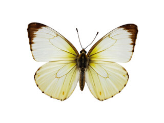 Pale yellow butterfly isolated on transparent background