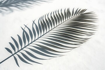 Abstract Palm Leaf Shadow on White Background for Minimalist Design