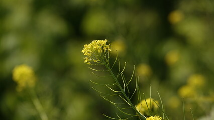 Stulicha psia - piękny żółty kwiat polny © tomo81