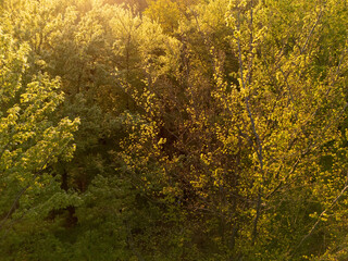 Obraz premium forest and trees at sunrise