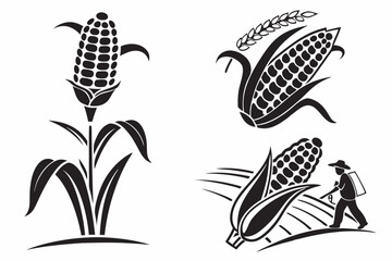 corn on white background