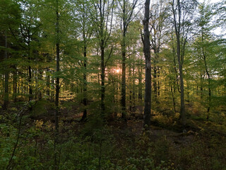 forest in the morning