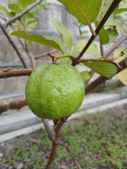 A single vibrant green guava fruit hanging on a branch with lush leaves, showcasing its textured...