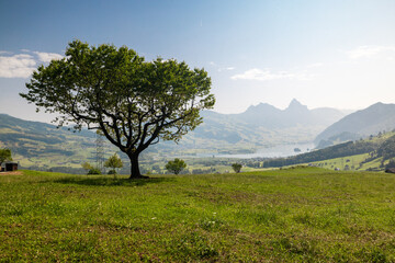 Lake Lauerzersee in Central Switzerland on a beautiful summer day
