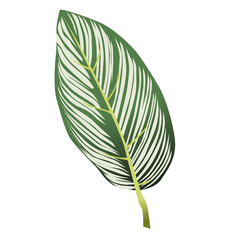 Vector Illustration of Calathea Leaf with Detailed Veins. Ideal for botanical designs, eco-themed visuals, and nature-inspired decor