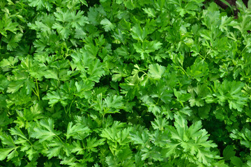 Vibrant green parsley plant is growing in the garden close up