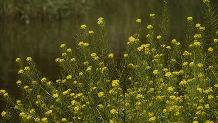 Stulicha psia - piękny żółty kwiat polny © tomo81