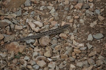  Lizard Cautious Resting Against Rocky Ground Wildlife And Camouflage Concept