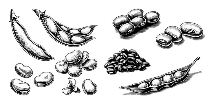 Vector Detailed illustrations of fava beans in pods and scattered arrangements.
