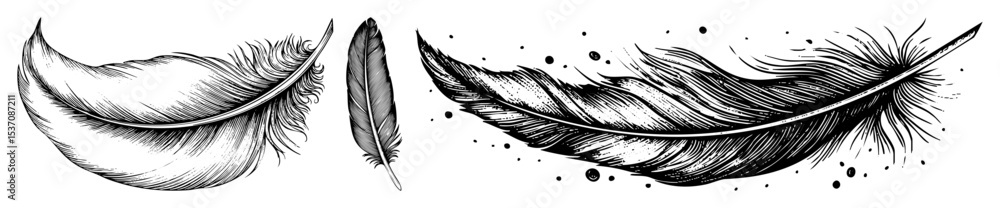 Poster vector detailed illustrations of two distinct feathers showcase intricate linework.