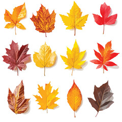 Fototapeta premium Set of spring leaves, Vector illustration