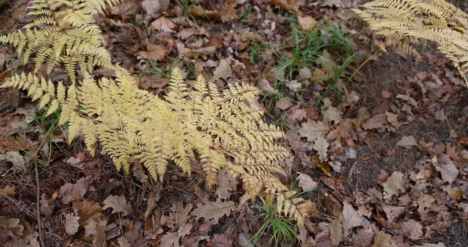 yellowed drying fern in a mixed forest in cloudy weather, yellow fern bushes in the autumn season during leaf fall