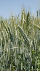 Kłosy zielonego żyta na wiejskim polu