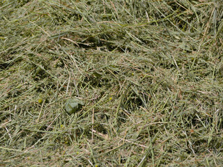 Green mown grass for hay making to feed farm animals. Textured abstract background