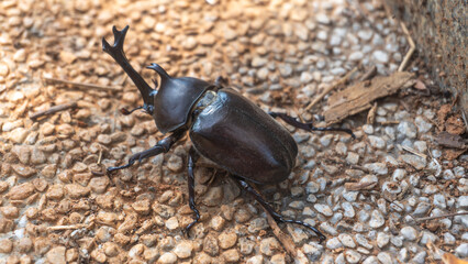 Close-up of rhinoceros beetle 6