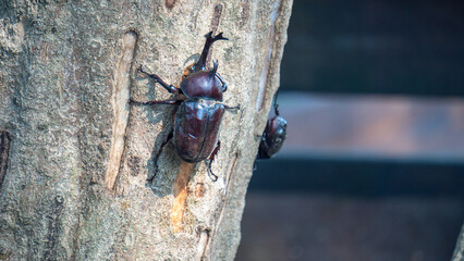 Close-up of rhinoceros beetle 7